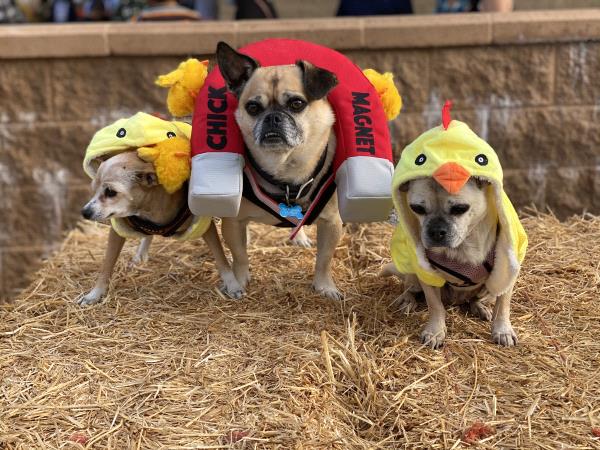 /images/uploads/pug nation rescue of los angeles/pugnation2021/entries/15574thumb.jpg